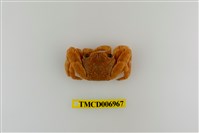 藏品(長趾方蟹)的圖片